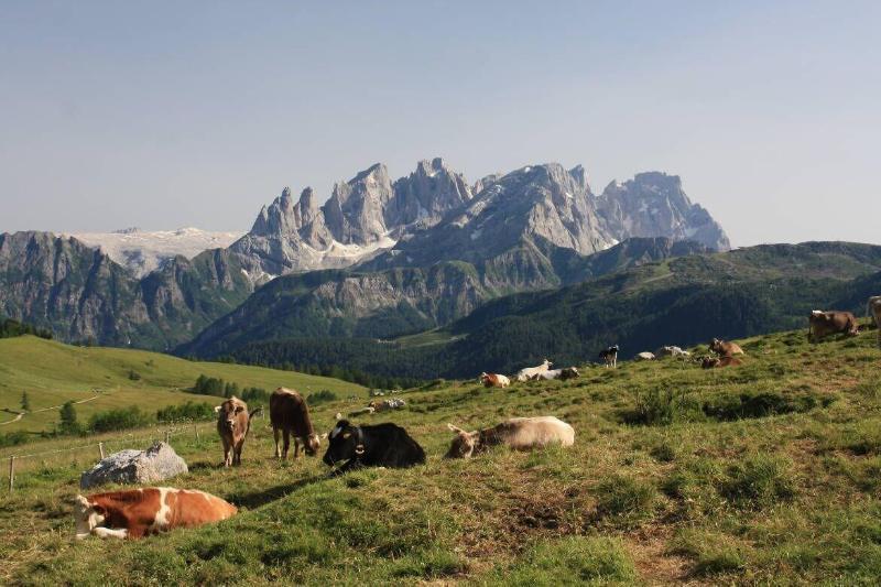 Hotel Stella Alpina Falcade