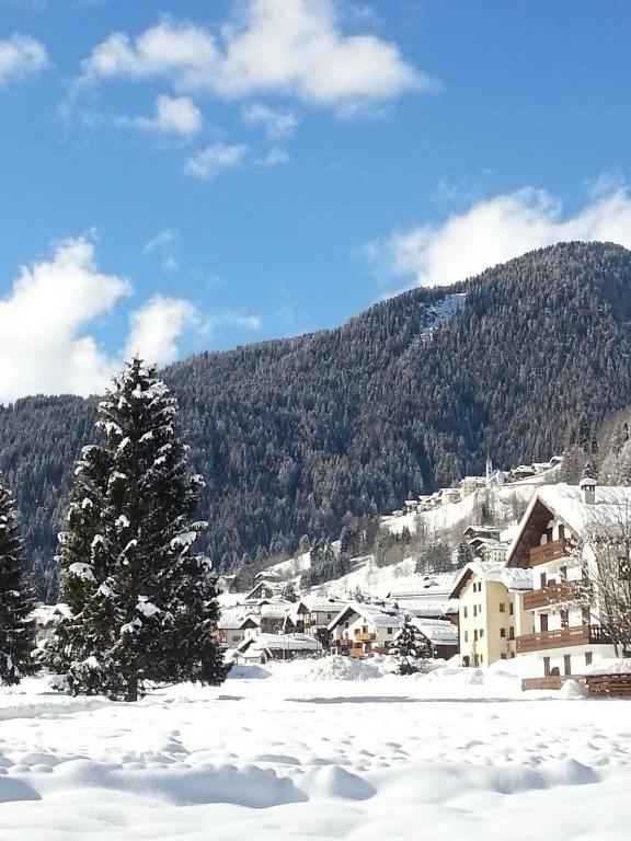 Stella Alpina